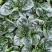 欧菠特菠菜种子耐寒耐热耐抽薹抗病欧春秋越冬中熟品种蔬菜种