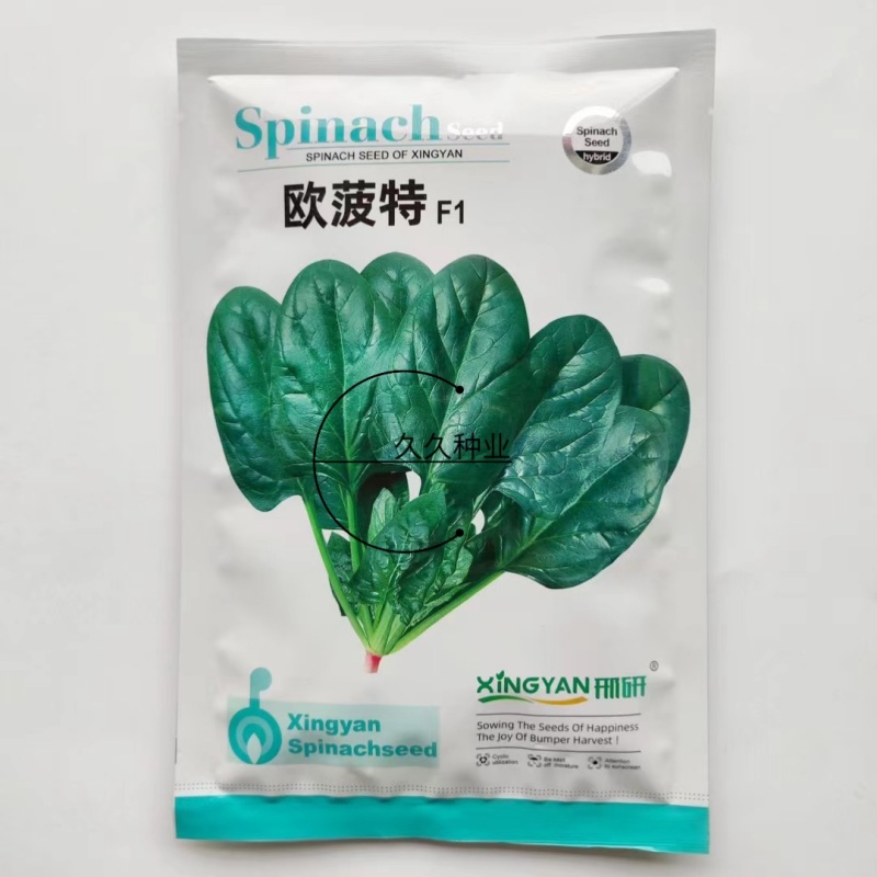 欧菠特菠菜种子耐寒耐热耐抽薹抗病欧春秋越冬中熟品种蔬菜种