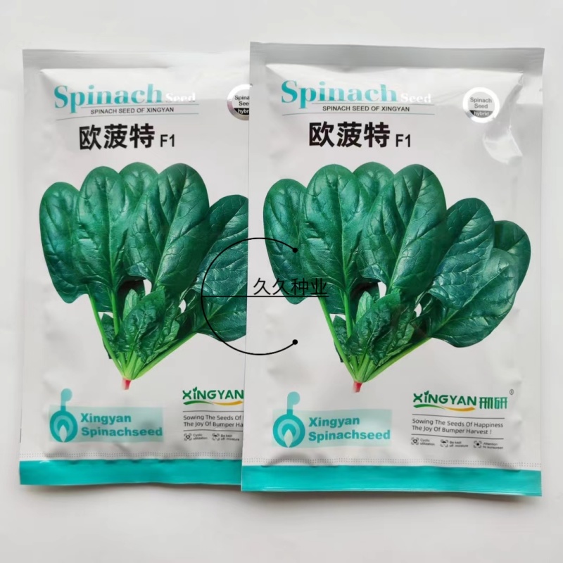 欧菠特菠菜种子耐寒耐热耐抽薹抗病欧春秋越冬中熟品种蔬菜种