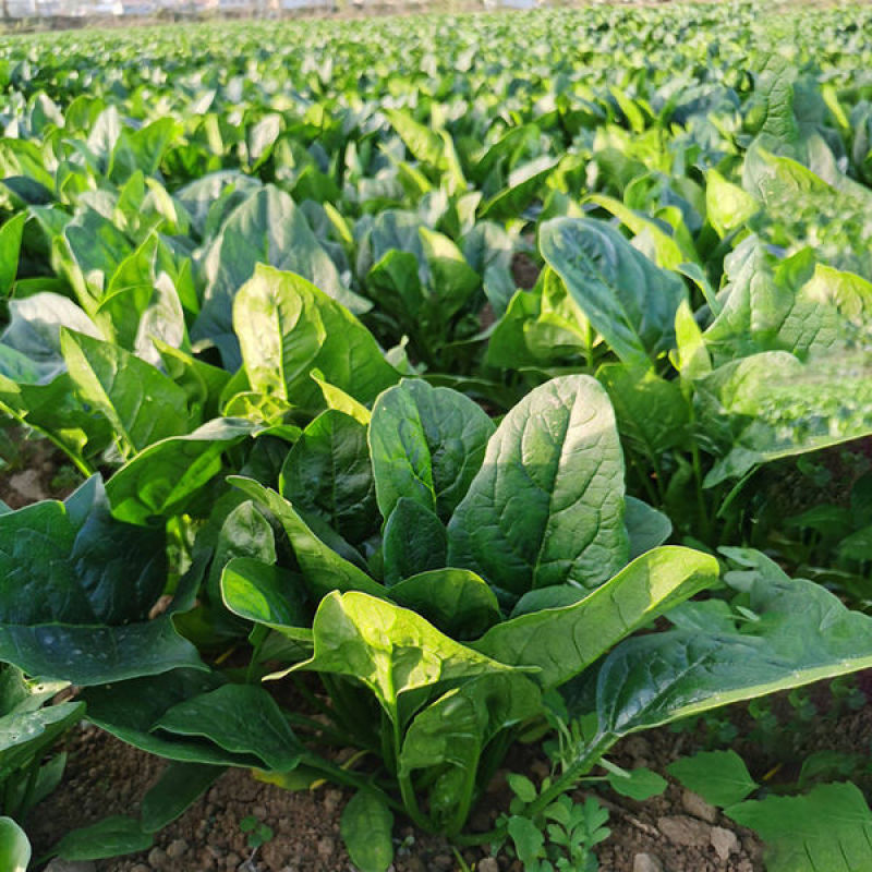 绿美特菠菜种子抗病高产耐热耐寒杂交一代菠菜籽农家四季蔬菜