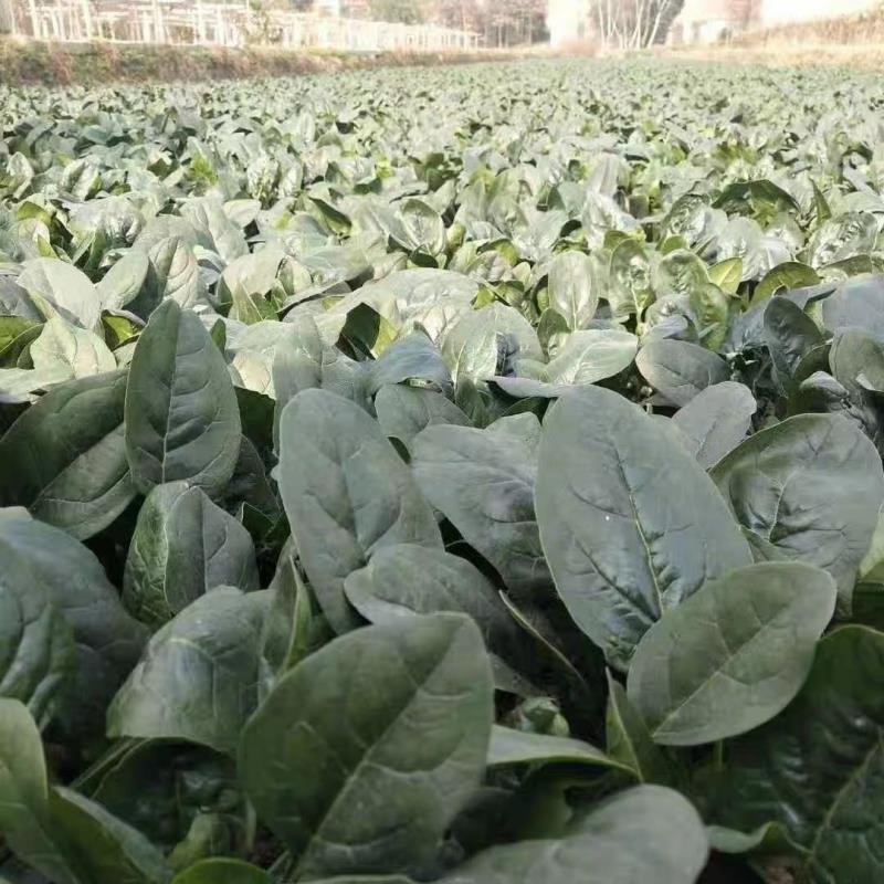 绿美特菠菜种子抗病高产耐热耐寒杂交一代菠菜籽农家四季蔬菜