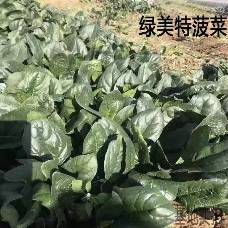 绿美特菠菜种子抗病高产耐热耐寒杂交一代菠菜籽农家四季蔬菜