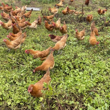 散养三黄土鸡肉质鲜美树林散养纯粮喂养