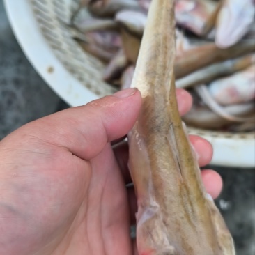 沙光鱼3-5一斤