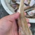 沙光鱼3-5一斤