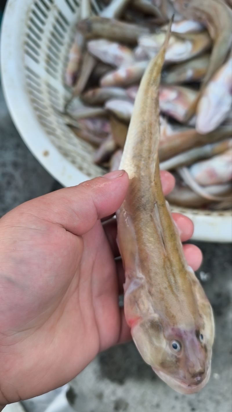 沙光鱼3-5一斤