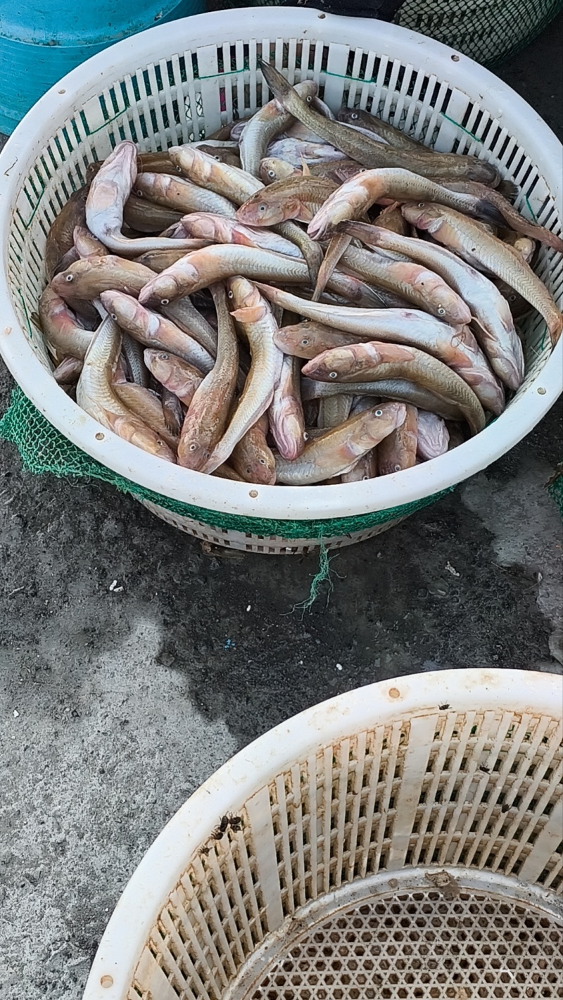 沙光鱼3-5一斤