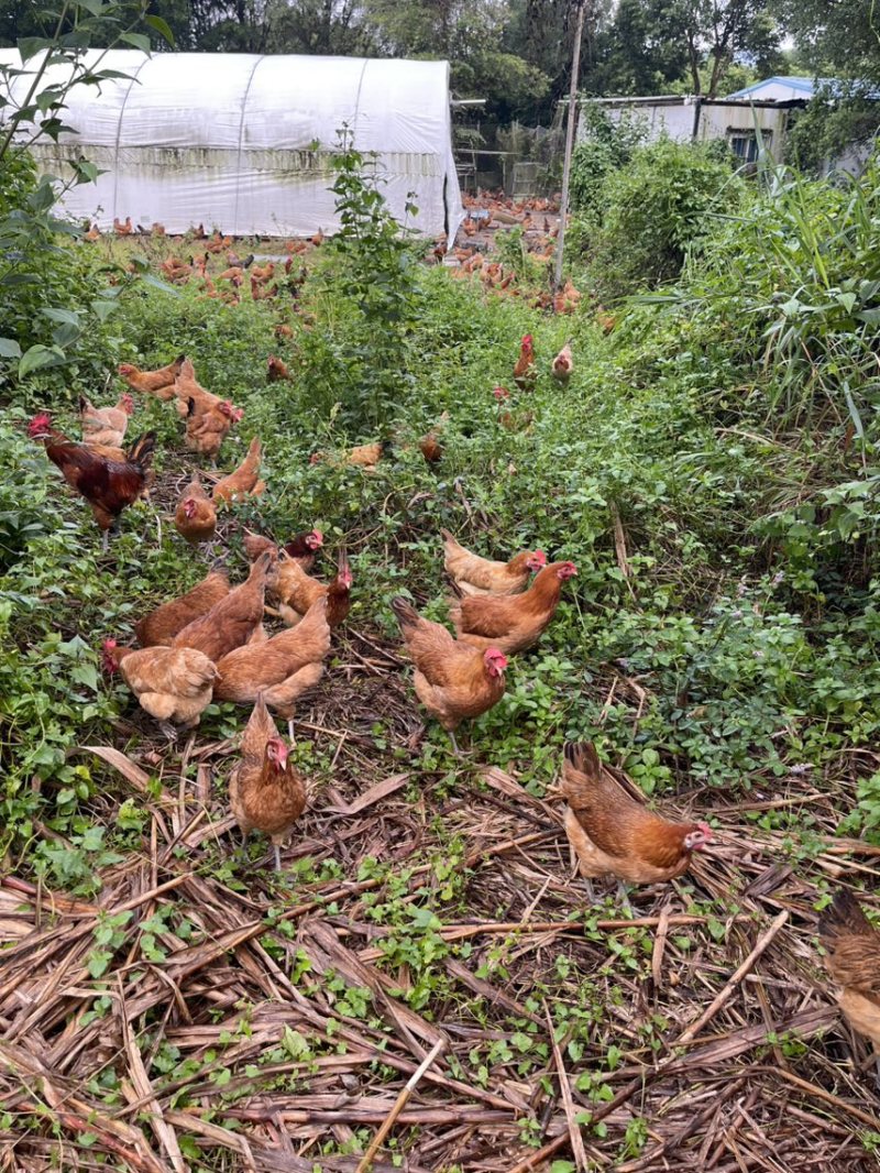 散养三黄土鸡肉质鲜美树林散养纯粮喂养