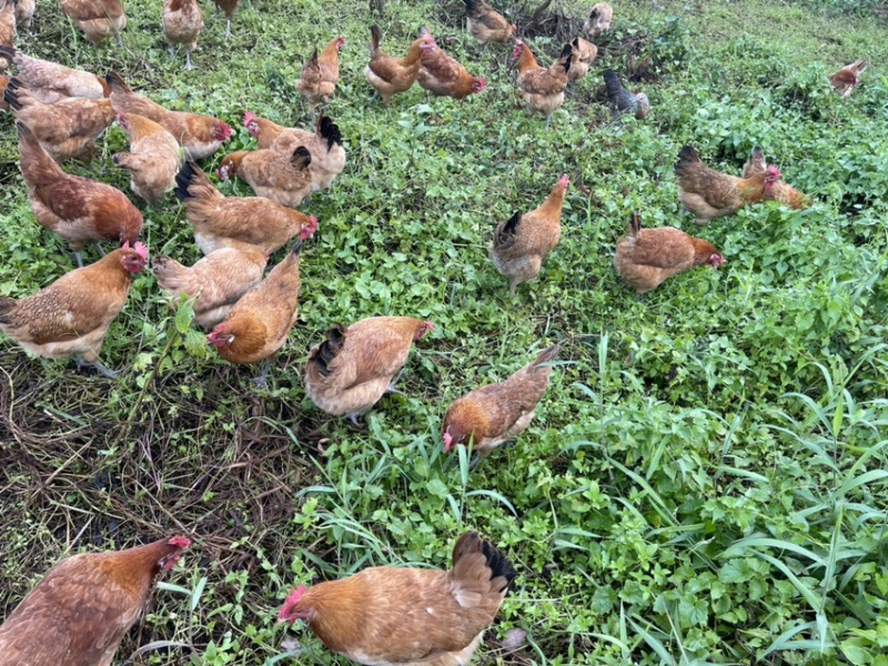 散养三黄土鸡肉质鲜美树林散养纯粮喂养