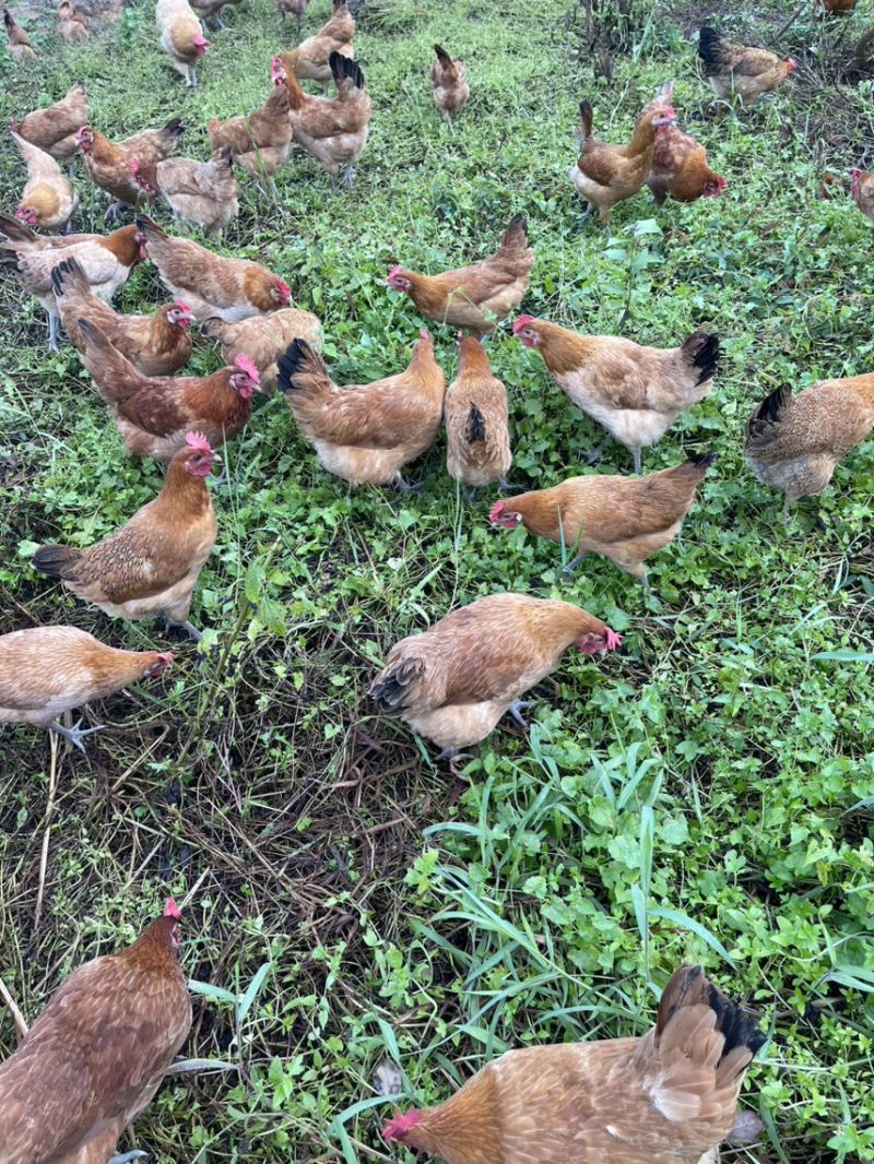 散养三黄土鸡肉质鲜美树林散养纯粮喂养