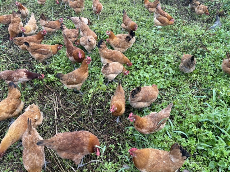 散养三黄土鸡肉质鲜美树林散养纯粮喂养