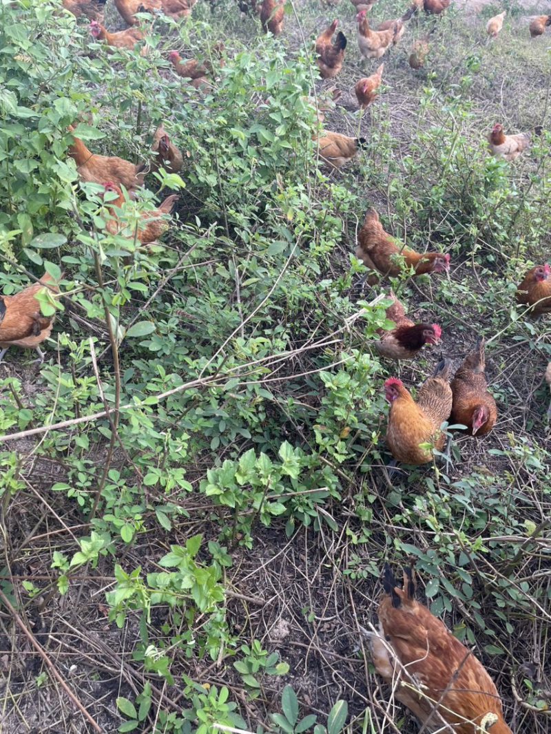 散养三黄土鸡肉质鲜美树林散养纯粮喂养