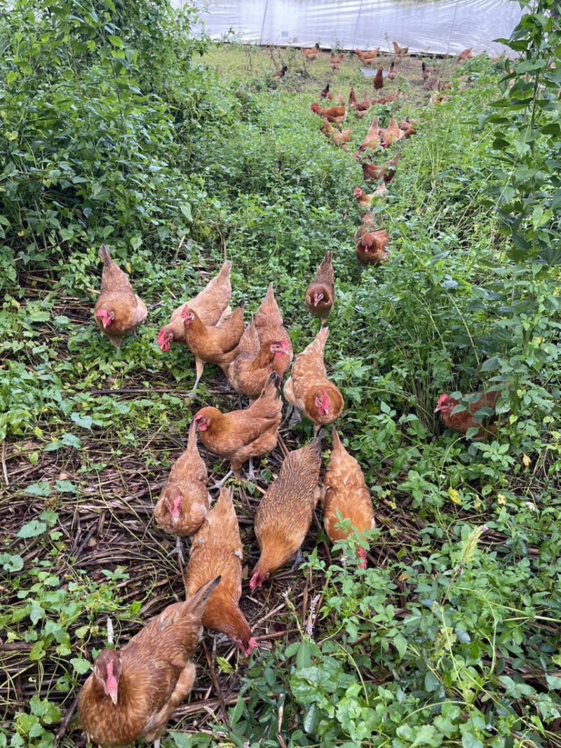 散养三黄土鸡肉质鲜美树林散养纯粮喂养