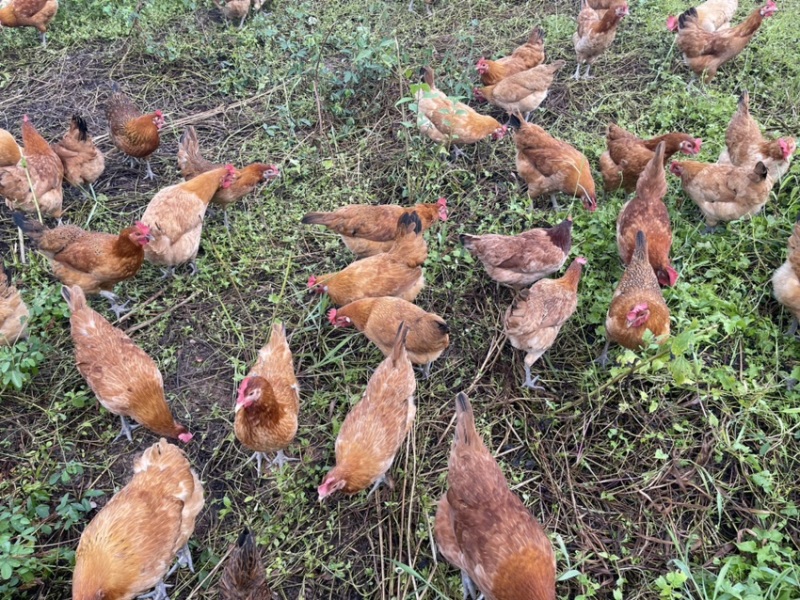 散养三黄土鸡肉质鲜美树林散养纯粮喂养