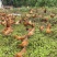 散养三黄土鸡肉质鲜美树林散养纯粮喂养