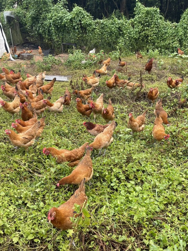 散养三黄土鸡肉质鲜美树林散养纯粮喂养