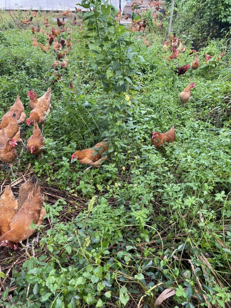 散养三黄土鸡肉质鲜美树林散养纯粮喂养