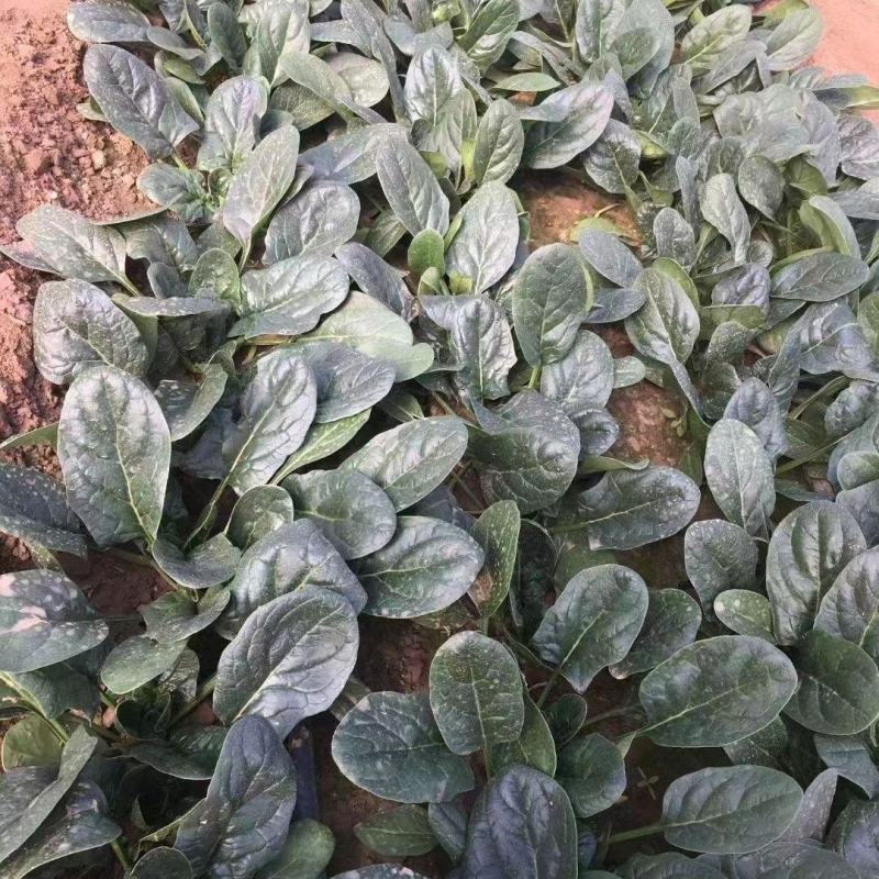 黑皇后118菠菜种子大叶厚嫩春秋冬耐寒春秋冬籽菜园蔬菜孑
