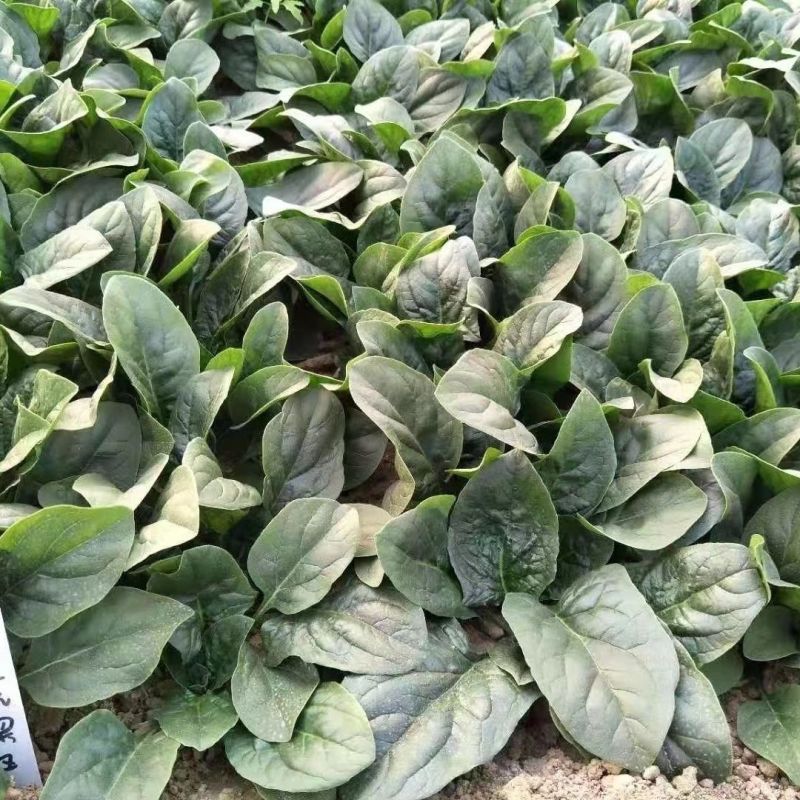 黑皇后118菠菜种子大叶厚嫩春秋冬耐寒春秋冬籽菜园蔬菜孑
