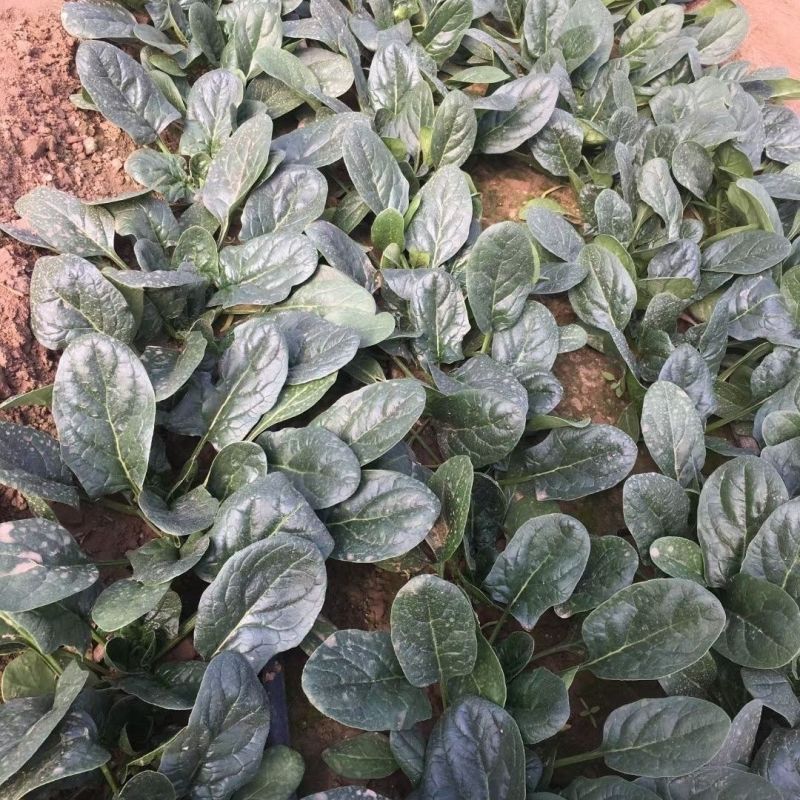 棵满丹麦黑皇后菠菜种子中熟高抗病耐抽苔春秋大叶墨绿色菠菜