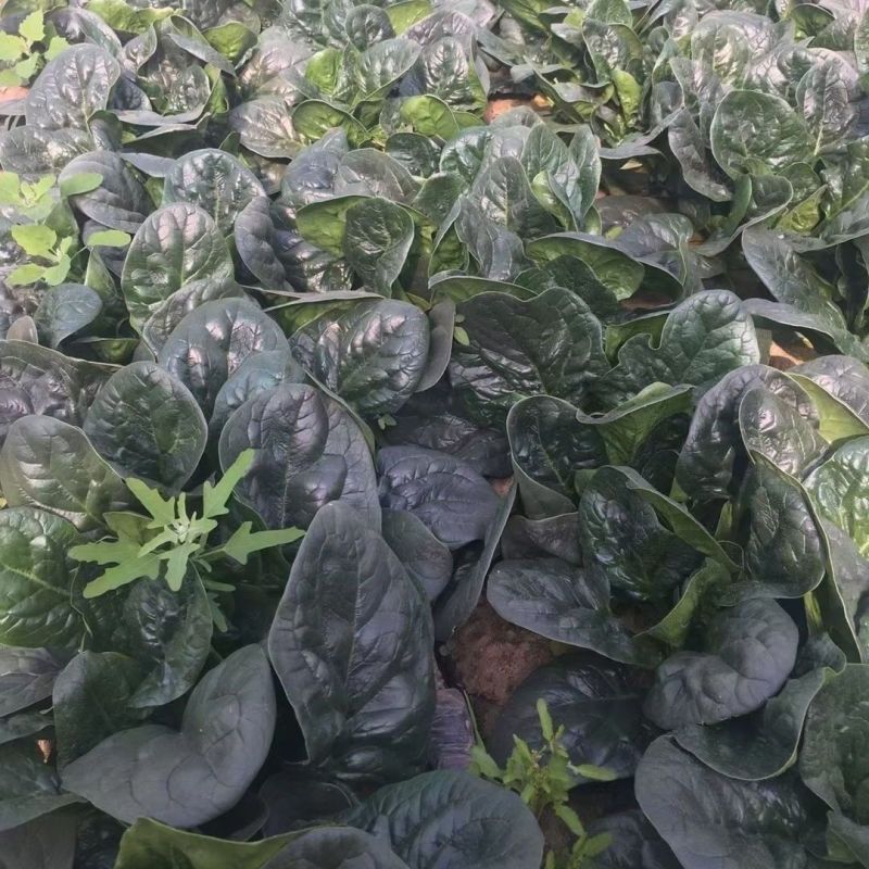 棵满丹麦黑皇后菠菜种子中熟高抗病耐抽苔春秋大叶墨绿色菠菜