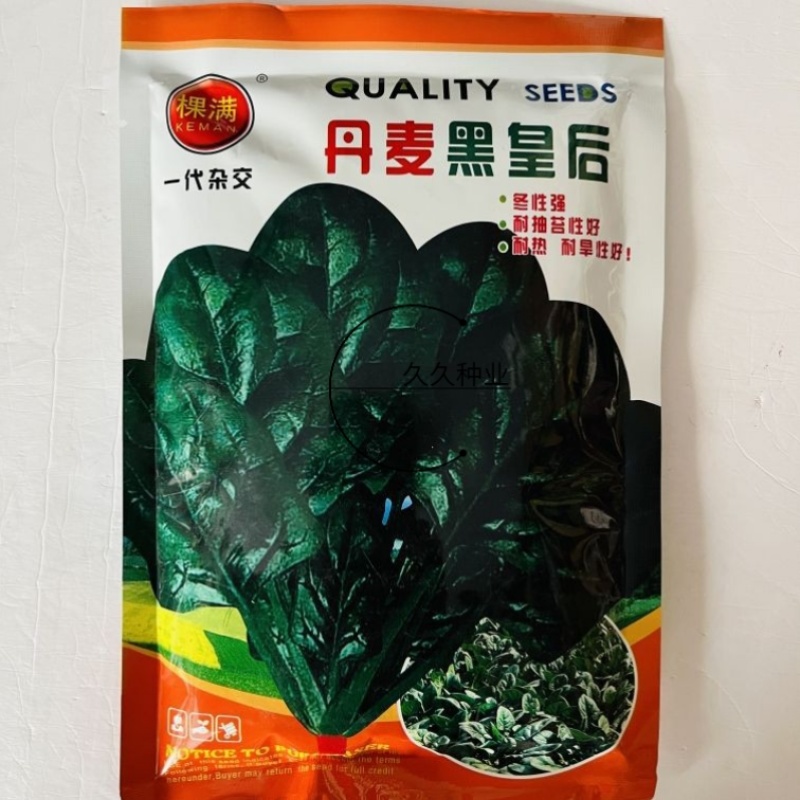棵满丹麦黑皇后菠菜种子中熟高抗病耐抽苔春秋大叶墨绿色菠菜