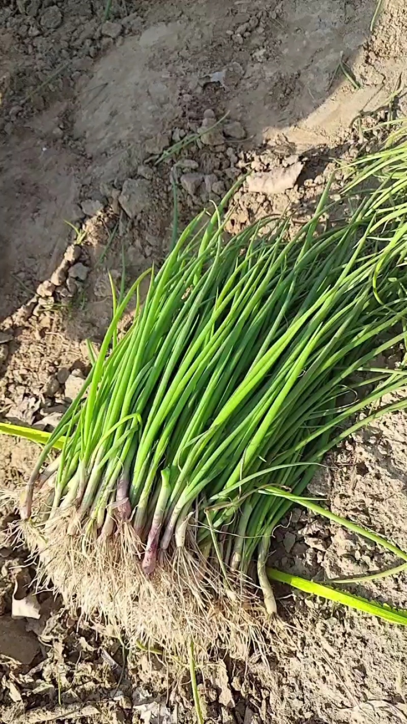 红皮洋葱苗，黄皮洋葱苗，包技术指导，包回收高产抗病抗从茬