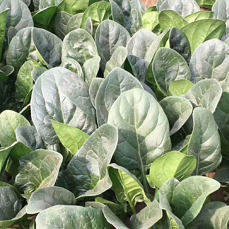 皇家夏墨菠菜种籽圆叶大叶耐热杂交高产中晚熟种孑春夏秋蔬菜