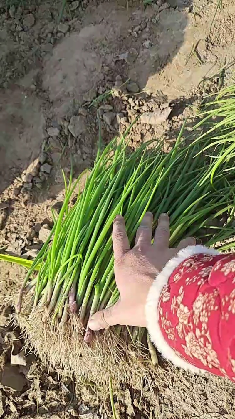 红皮洋葱苗，黄皮洋葱苗，包技术指导，包回收高产抗病抗从茬