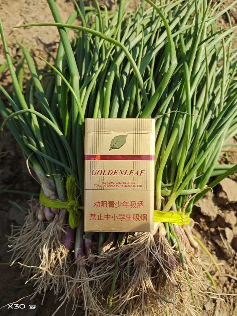 红皮洋葱苗，黄皮洋葱苗，包技术指导，包回收高产抗病抗从茬