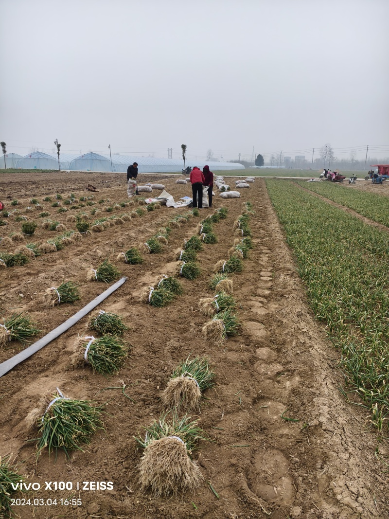 红皮洋葱苗，黄皮洋葱苗，包技术指导，包回收高产抗病抗从茬