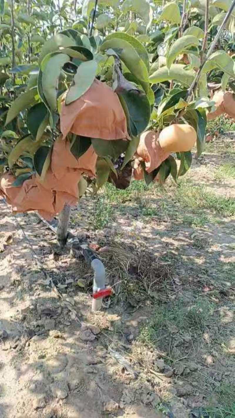 南水梨