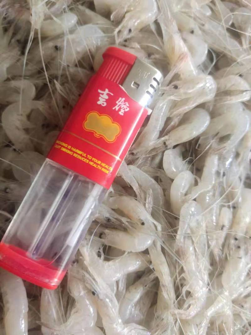 白米虾秀丽白虾规格齐全量大从优欢迎咨询