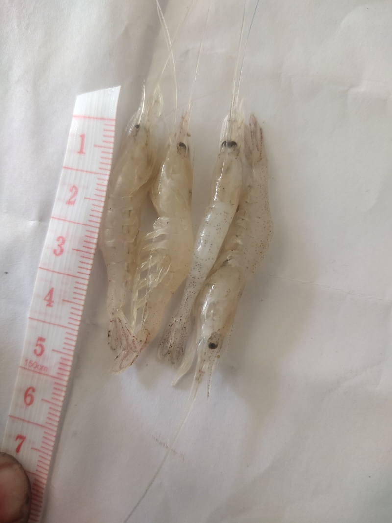白米虾秀丽白虾规格齐全量大从优欢迎咨询