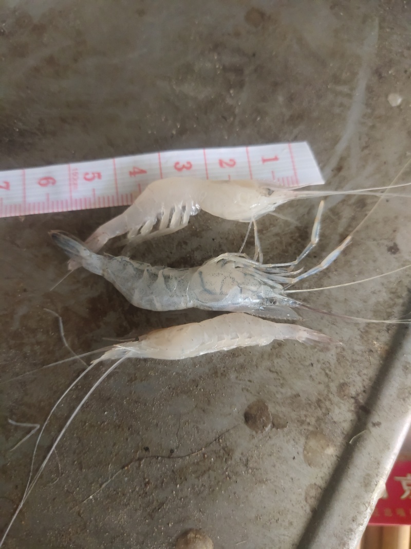 白米虾秀丽白虾规格齐全量大从优欢迎咨询