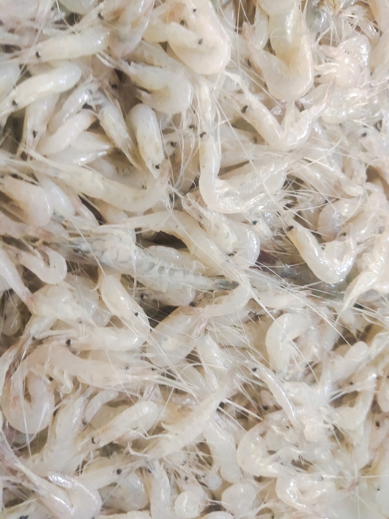 白米虾秀丽白虾规格齐全量大从优欢迎咨询