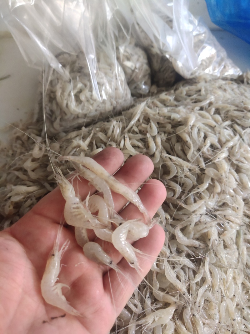 白米虾秀丽白虾规格齐全量大从优欢迎咨询