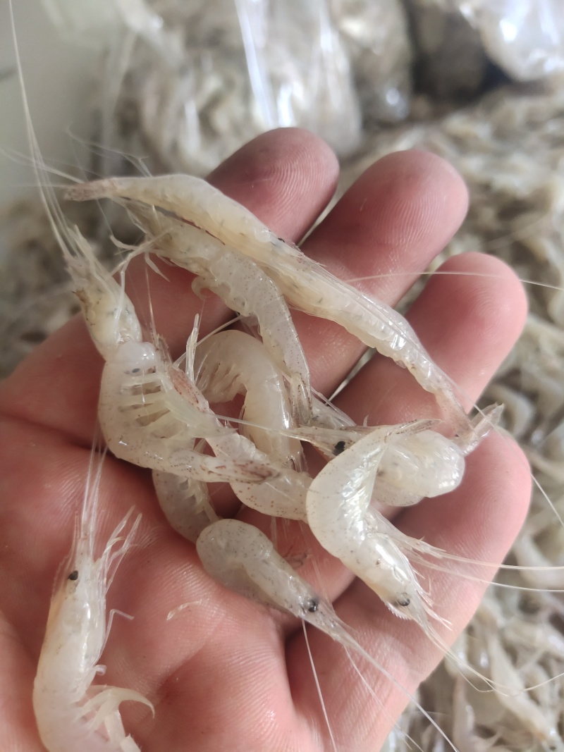 白米虾秀丽白虾规格齐全量大从优欢迎咨询