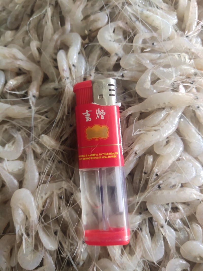 白米虾秀丽白虾规格齐全量大从优欢迎咨询