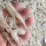 白米虾秀丽白虾规格齐全量大从优欢迎咨询