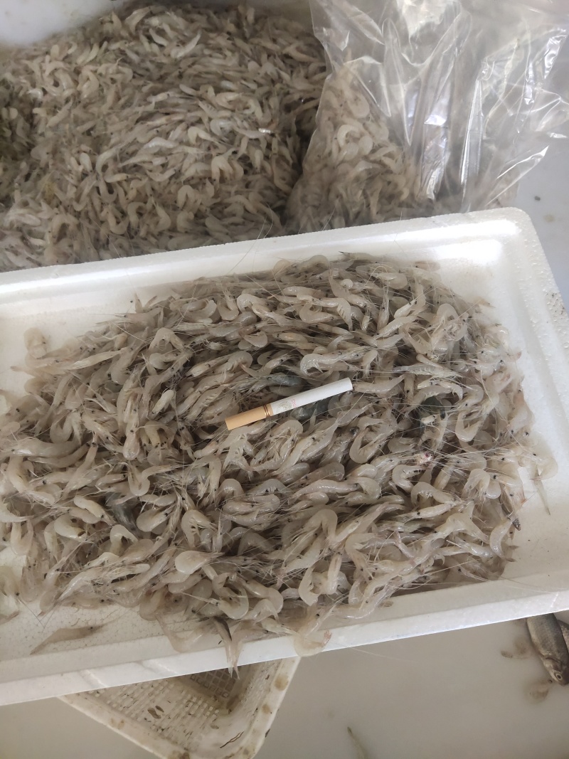 白米虾秀丽白虾规格齐全量大从优欢迎咨询