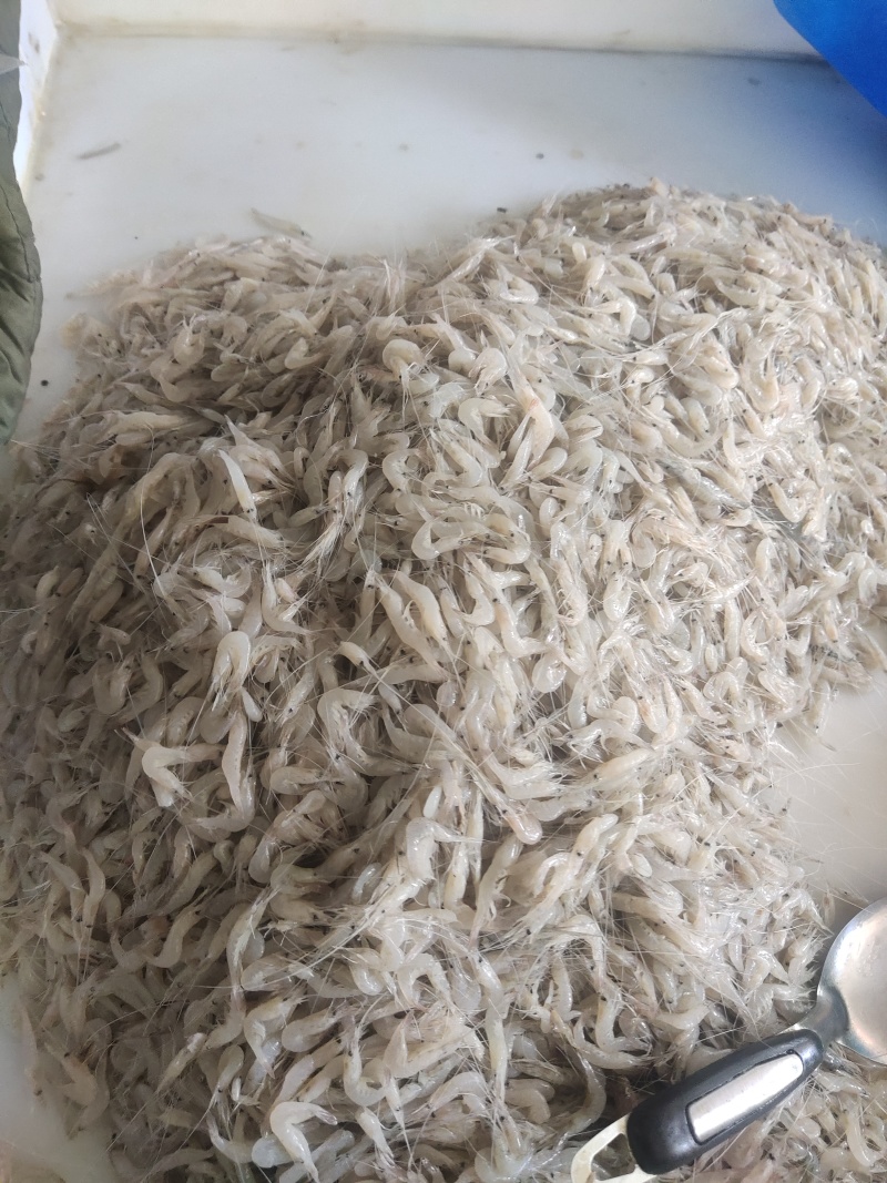 白米虾秀丽白虾规格齐全量大从优欢迎咨询