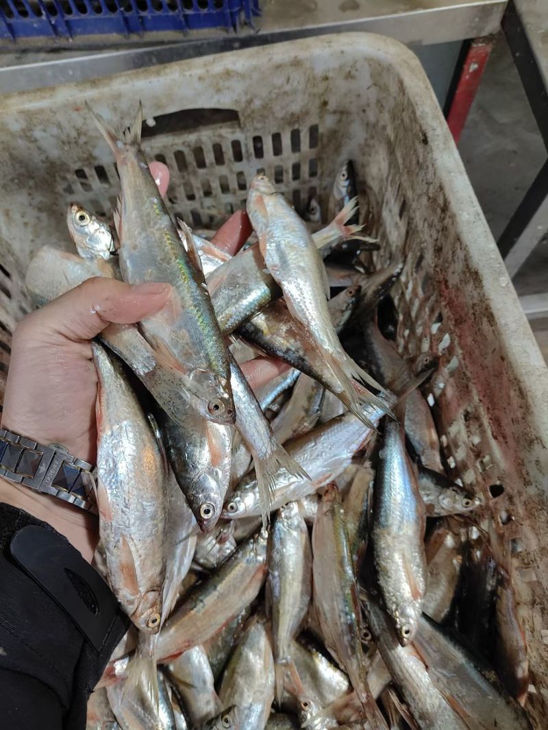 白条鱼大号白条鱼货源充足量大从优质量保证欢迎咨询