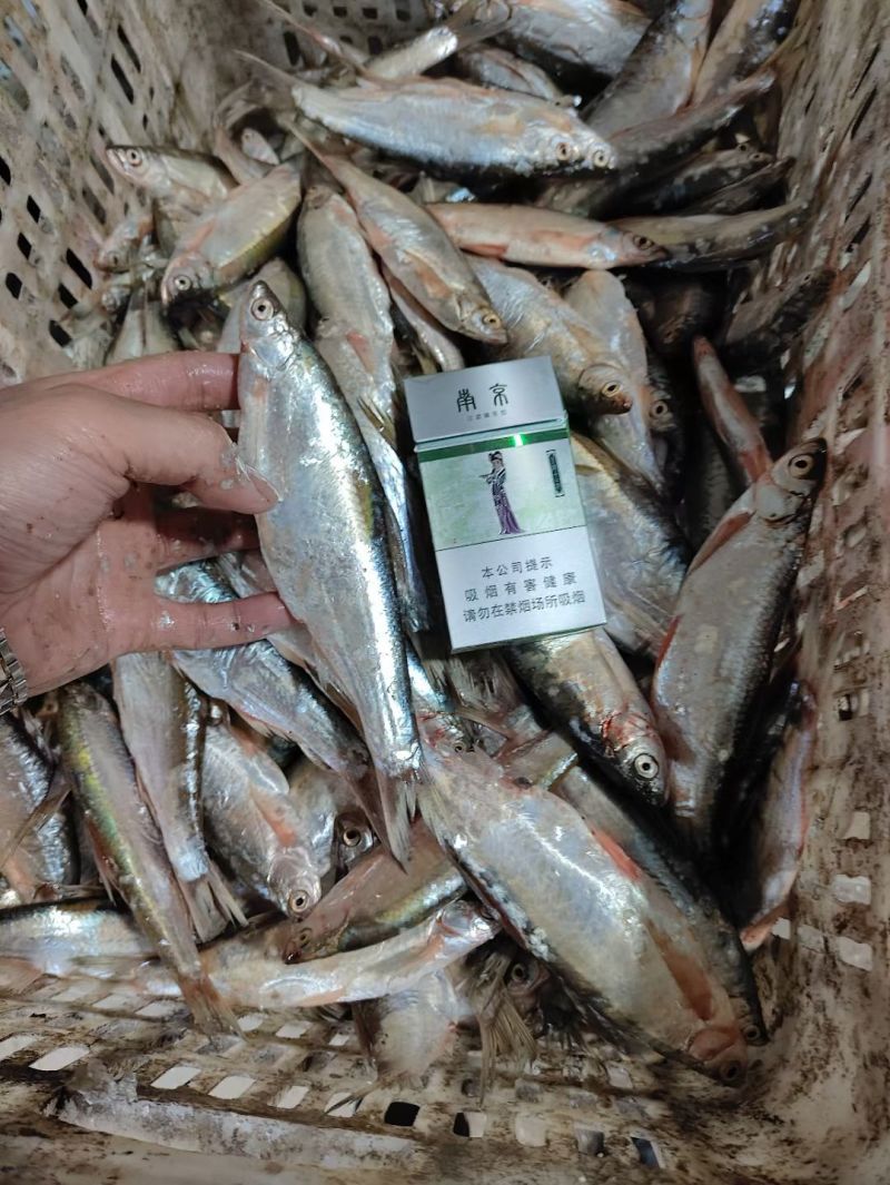 白条鱼大号白条鱼货源充足量大从优质量保证欢迎咨询