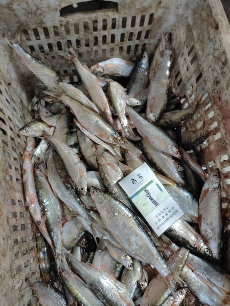 白条鱼大号白条鱼货源充足量大从优质量保证欢迎咨询