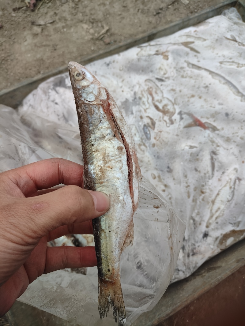 白条鱼大号白条鱼货源充足量大从优质量保证欢迎咨询