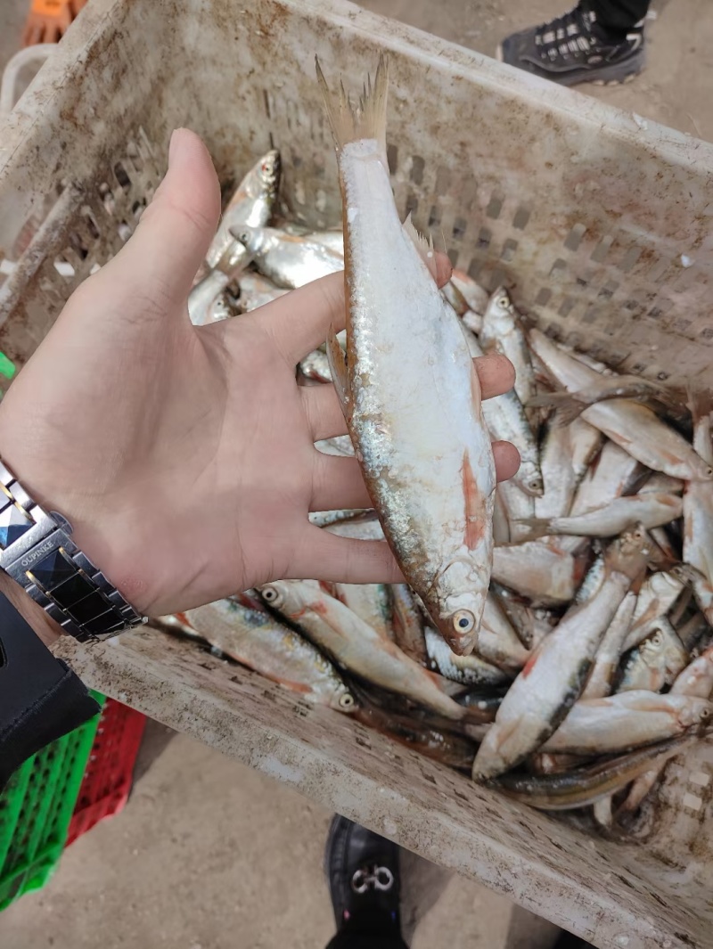 白条鱼大号白条鱼货源充足量大从优质量保证欢迎咨询