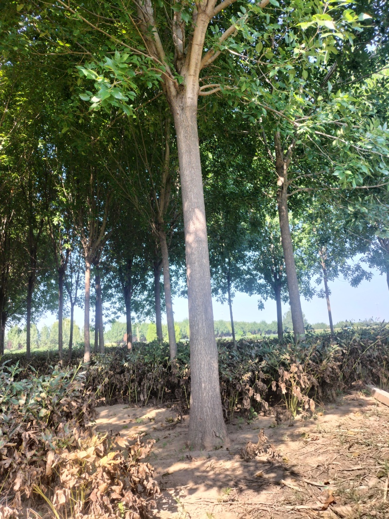 优质白蜡树，胸径16公分，外型美观，大量现货，优质品种。