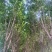 优质白蜡树，胸径16公分，外型美观，大量现货，优质品种。