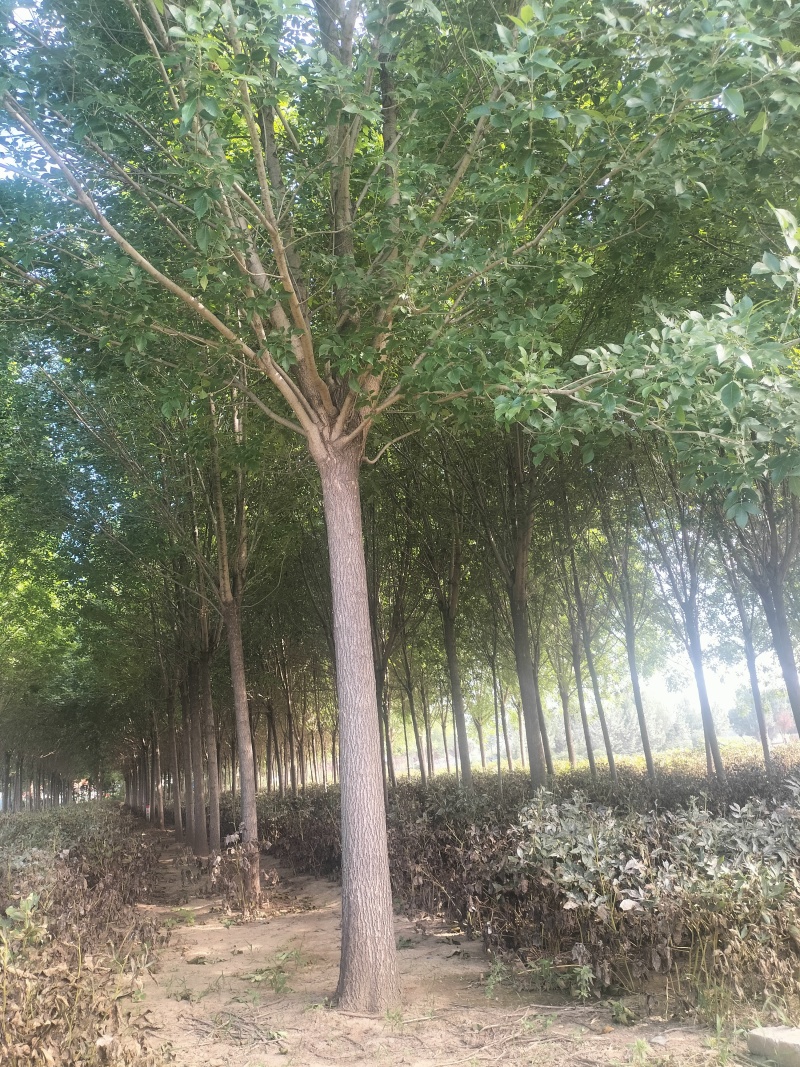 优质白蜡树，胸径16公分，外型美观，大量现货，优质品种。